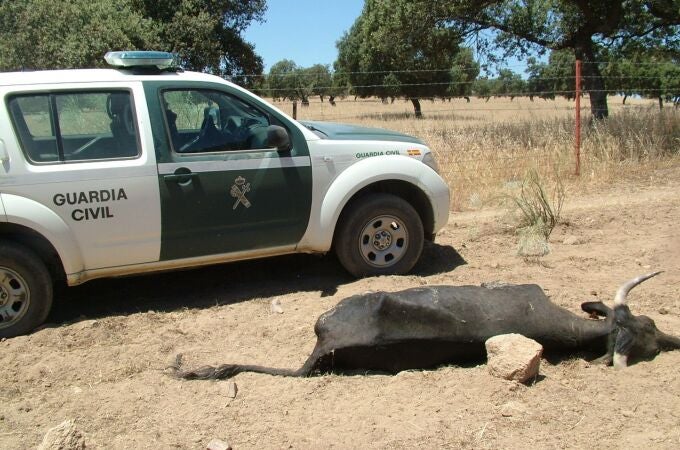 A juicio el lunes un hombre acusado de la muerte de 36 vacas por "inanición" en Dos Torres (Córdoba) A juicio el lunes un hombre acusado de la muerte de 36 vacas por "inanición" en Dos Torres (Córdoba)
