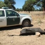 A juicio el lunes un hombre acusado de la muerte de 36 vacas por "inanición" en Dos Torres (Córdoba)