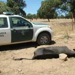 A juicio el lunes un hombre acusado de la muerte de 36 vacas por "inanición" en Dos Torres (Córdoba)