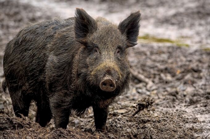 Los científicos alertan: los jabalíes ibéricos portan un parásito que puede infectar humanos, según un estudio