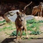 Terra Natura Murcia recibe dos ejemplares de lobo ibérico exclusivos de la Península