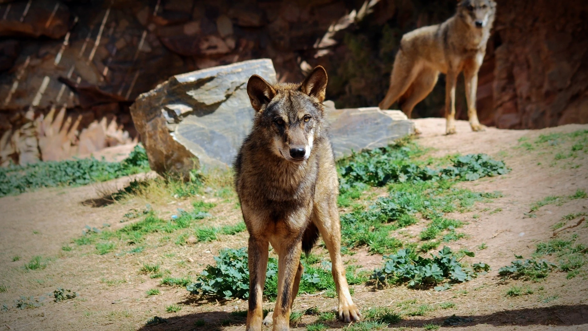 Terra Natura Murcia recibe dos ejemplares de lobo ibérico exclusivos de la Península REMITIDA / HANDOUT por PORTAVOZ Fotografía remitida a medios de comunicación exclusivamente para ilustrar la noticia a la que hace referencia la imagen, y citando la procedencia de la imagen en la firma 04/11/2025