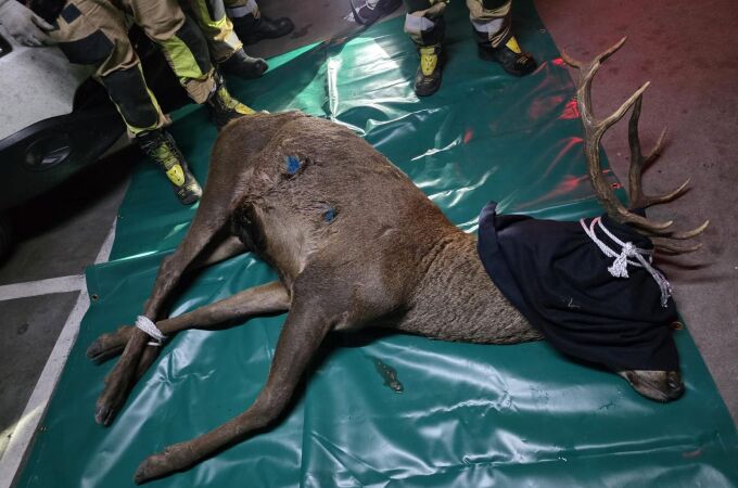 Atrapan con dardos tranquilizantes al ciervo desorientado que entró en un aparcamiento del casco antiguo de Zamora