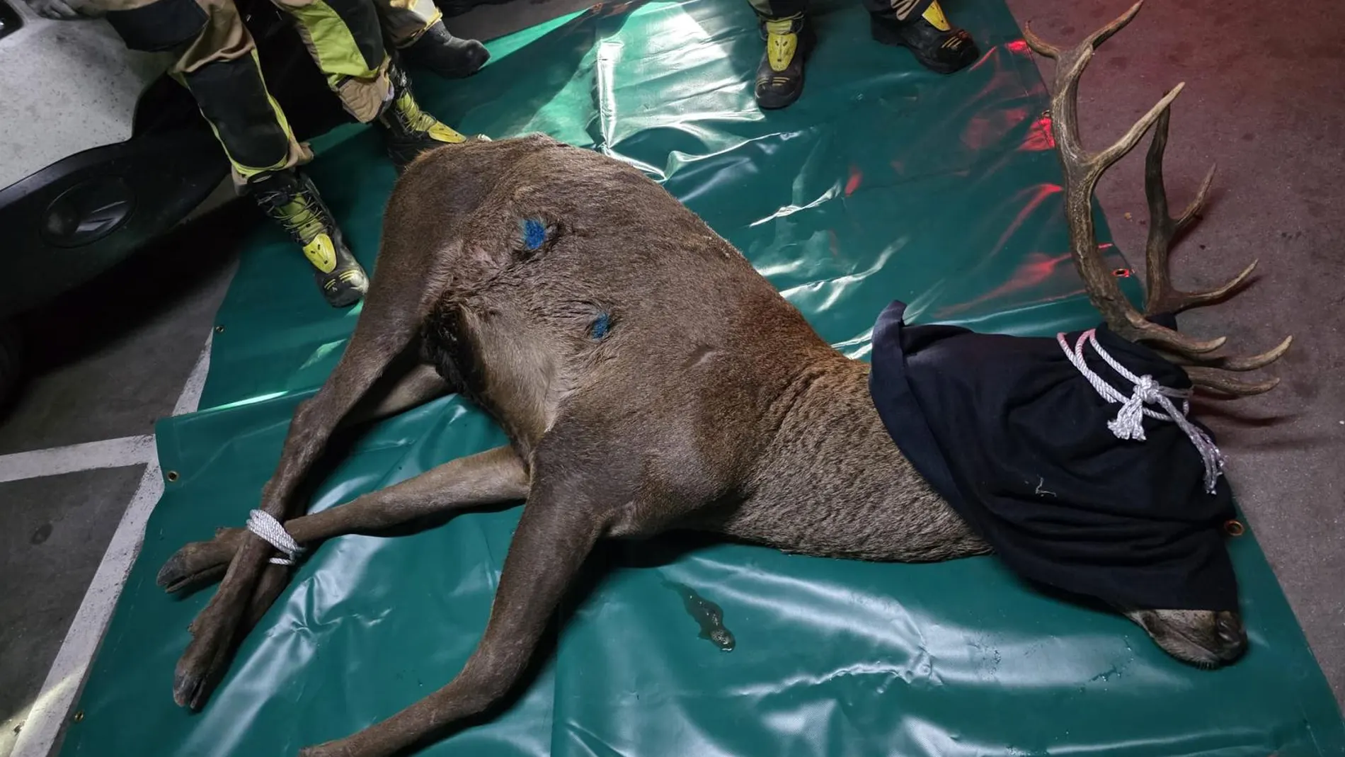 Atrapan con dardos tranquilizantes al ciervo desorientado que entró en un aparcamiento del casco antiguo de Zamora
