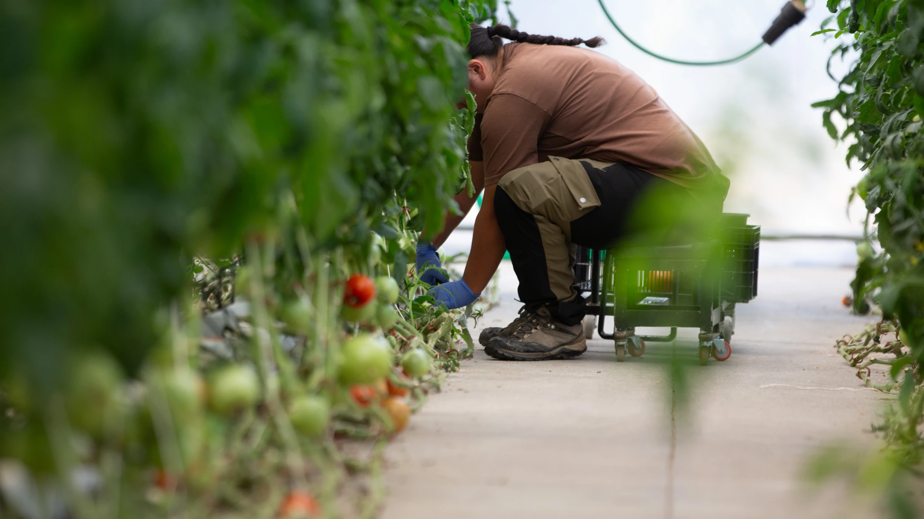 En el vivero se cultivan cinco variedades de berejenas y cuatro de pimiento