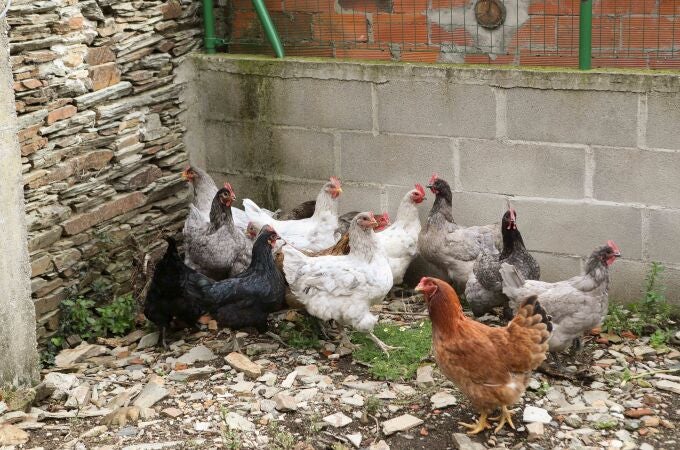 Gallinas en gallineros en A Mariña (Lugo)
