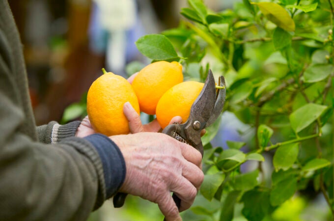 ¿Tiene mi casero derecho a entrar en mi jardín para recoger fruta de los árboles?