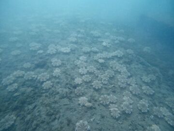 Medusas halladas en Almería