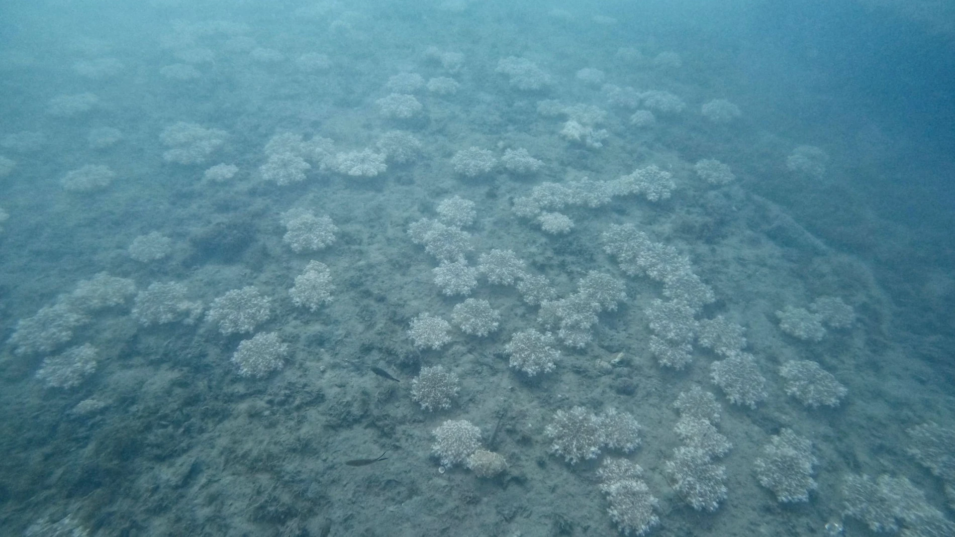Medusas halladas en Almería