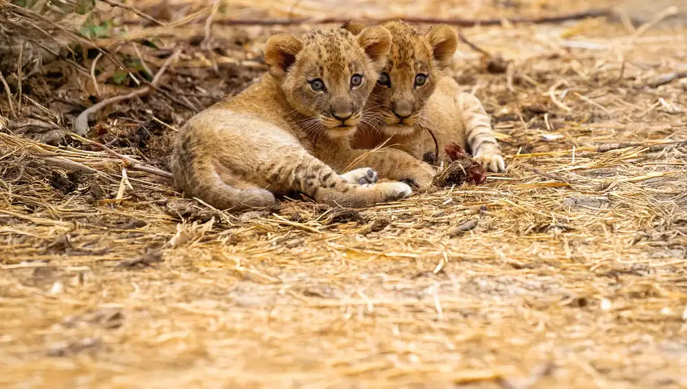 ‘Kingdom’ en Movistar Plus+