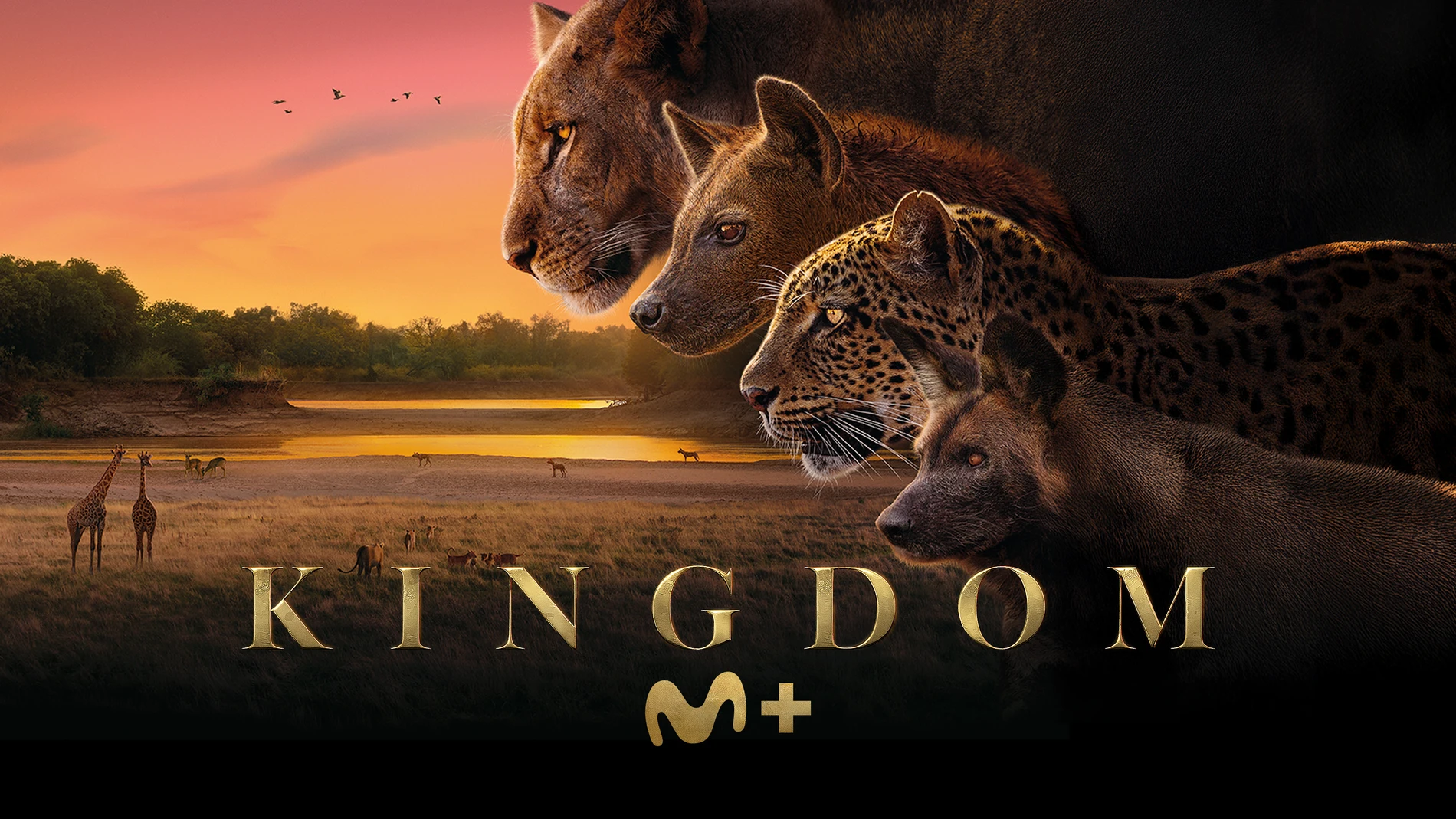 ‘Kingdom’ en Movistar Plus+