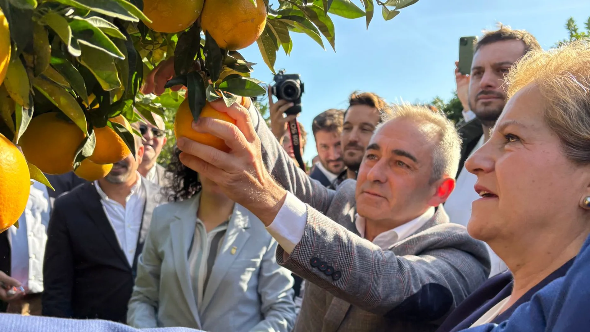 Comienza la temporada de la naranja y mandarina valenciana