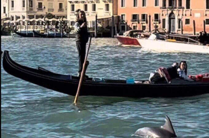 Un delfín sorprende en la laguna de Venecia entre barcas y góndolas
