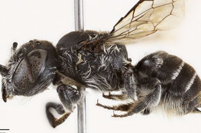  Descubren una nueva especie de abeja en el oeste de Australia