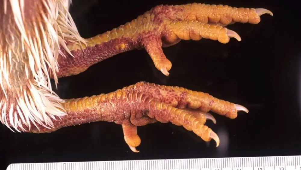 Patas de gallina infectada por gripe aviar