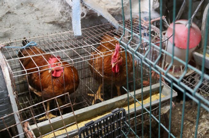 Economía.- El Gobierno lanza un mensaje de "tranquilidad" y trabaja con el sector por los casos de gripe aviar