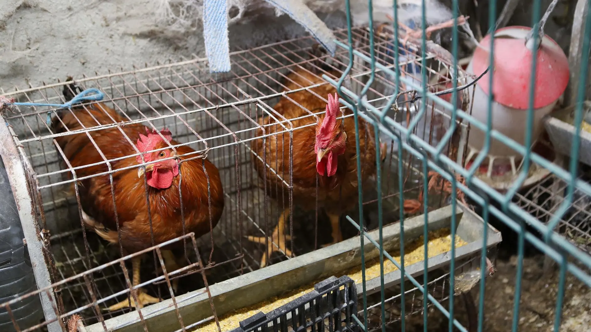 Economía.- El Gobierno lanza un mensaje de "tranquilidad" y trabaja con el sector por los casos de gripe aviar