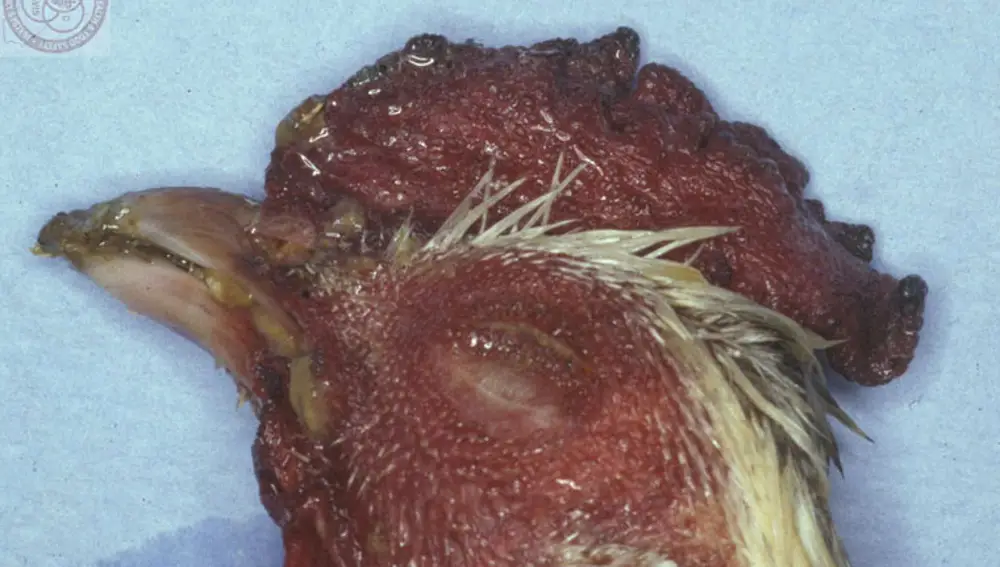 Gallina con gripe aviar en estado crítico