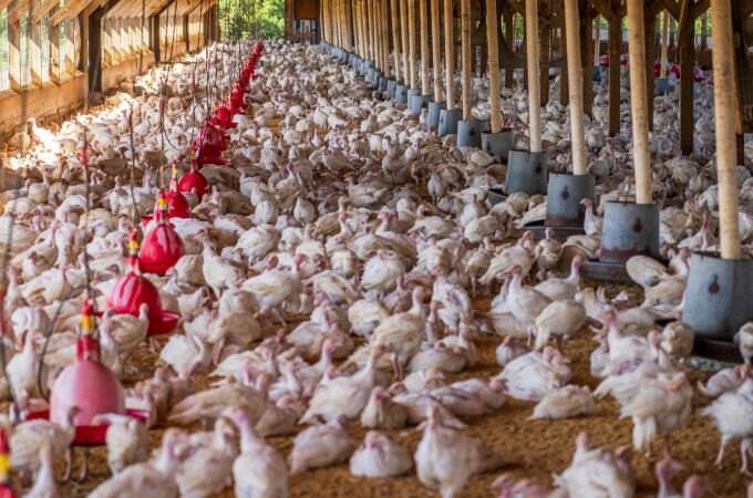 ¿Cómo sé si mis gallinas tienen la gripe aviar? El síntoma difícil de identificar que revela la enfermedad