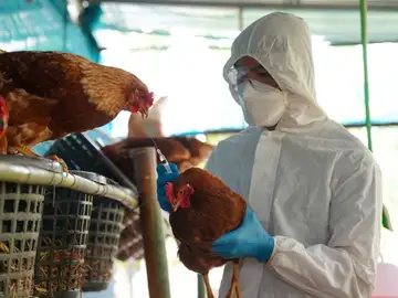 Gripe aviar Gripe aviar