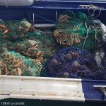 Imagen del centollo decomisado. 