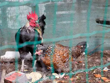 Las granjas de huevo afectadas por gripe aviar afrontan hasta ocho meses de parón PALAS DE REI (LUGO), 11/11/2025.- Aves de corral, gallinas y gallos mestizos en una aldea de Palas de Rei (Lugo). Las granjas avícolas de puesta que están afectadas por el impacto de la gripe aviar se enfrentan a un parón de su actividad de hasta ocho meses con las pérdidas económicas que ello conlleva. EFE/ eliseo trigo