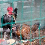 Las granjas de huevo afectadas por gripe aviar afrontan hasta ocho meses de parón