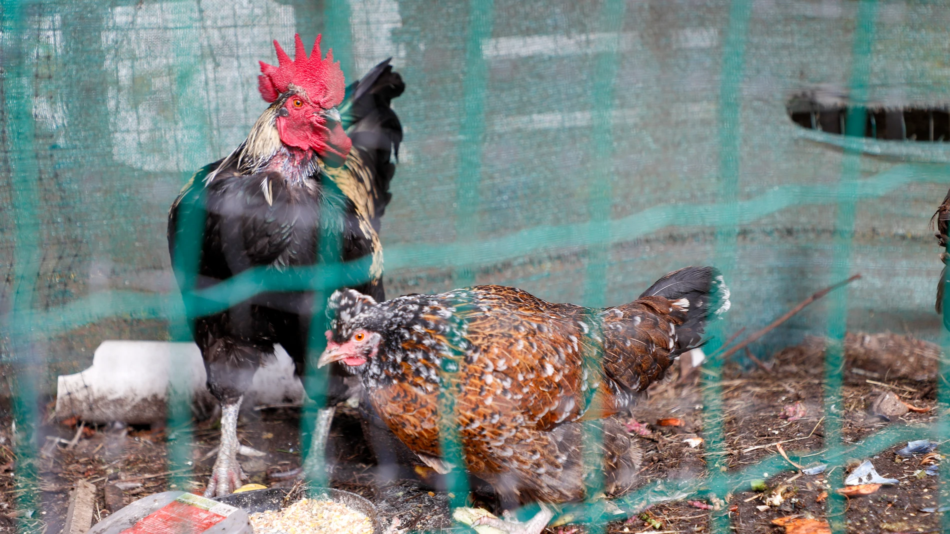 PALAS DE REI (LUGO), 11/11/2025.- Aves de corral, gallinas y gallos mestizos en una aldea de Palas de Rei (Lugo). Las granjas avícolas de puesta que están afectadas por el impacto de la gripe aviar se enfrentan a un parón de su actividad de hasta ocho meses con las pérdidas económicas que ello conlleva. EFE/ eliseo trigo