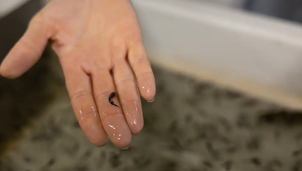 ADN de esturión, el nuevo ingrediente de los cosméticos de Valmont