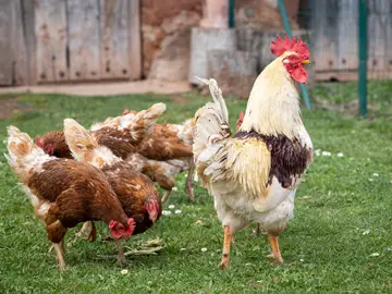 La Rioja mantiene confinadas a unas 500.000 aves de corral en 50 granjas, GRAF3607. LOGROÑO, 13/11/2025.- La Rioja mantiene confinadas a unas 500.000 aves de corral en 50 granjas, además de las aves ornamentales y las de explotaciones ecológicas y de autoconsumo que se crían al aire libre, sin que se hayan detectado contagios en la comunidad tras el empeoramiento de la gripe aviar en España por contacto con especies silvestres. EFE/Raquel Manzanares
