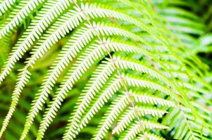 La mayor concentración se encontró en las hojas