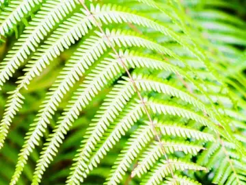 La mayor concentración se encontró en las hojas Tierras raras