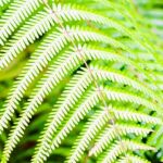 La mayor concentración se encontró en las hojas