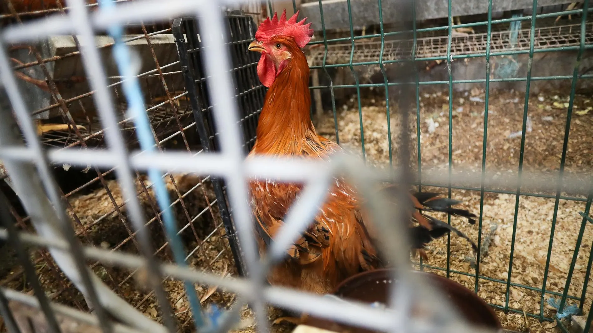 14 focos de gripe aviar en España