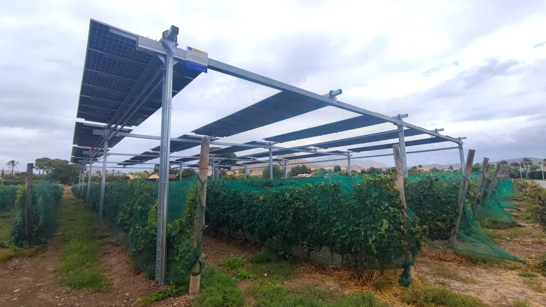 Instalación de placas solares sobre viñedos en Novelda, Alicante, en la bodega Casa Sicilia