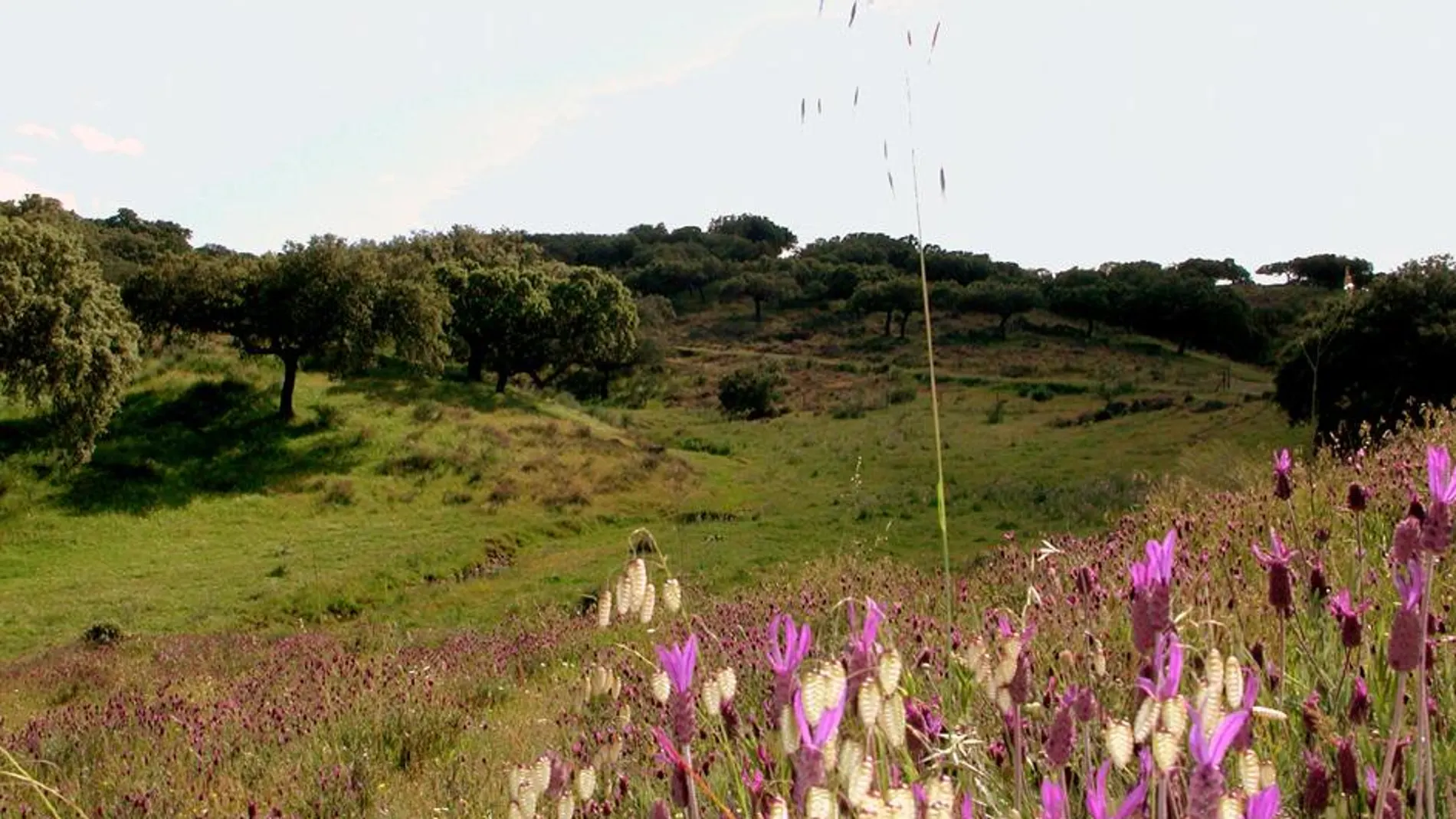 Coria en cinco rutas: un viaje por la esencia natural de Extremadura