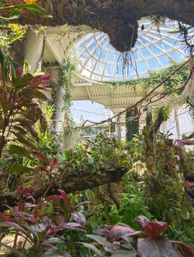 Imagen de las orquideas