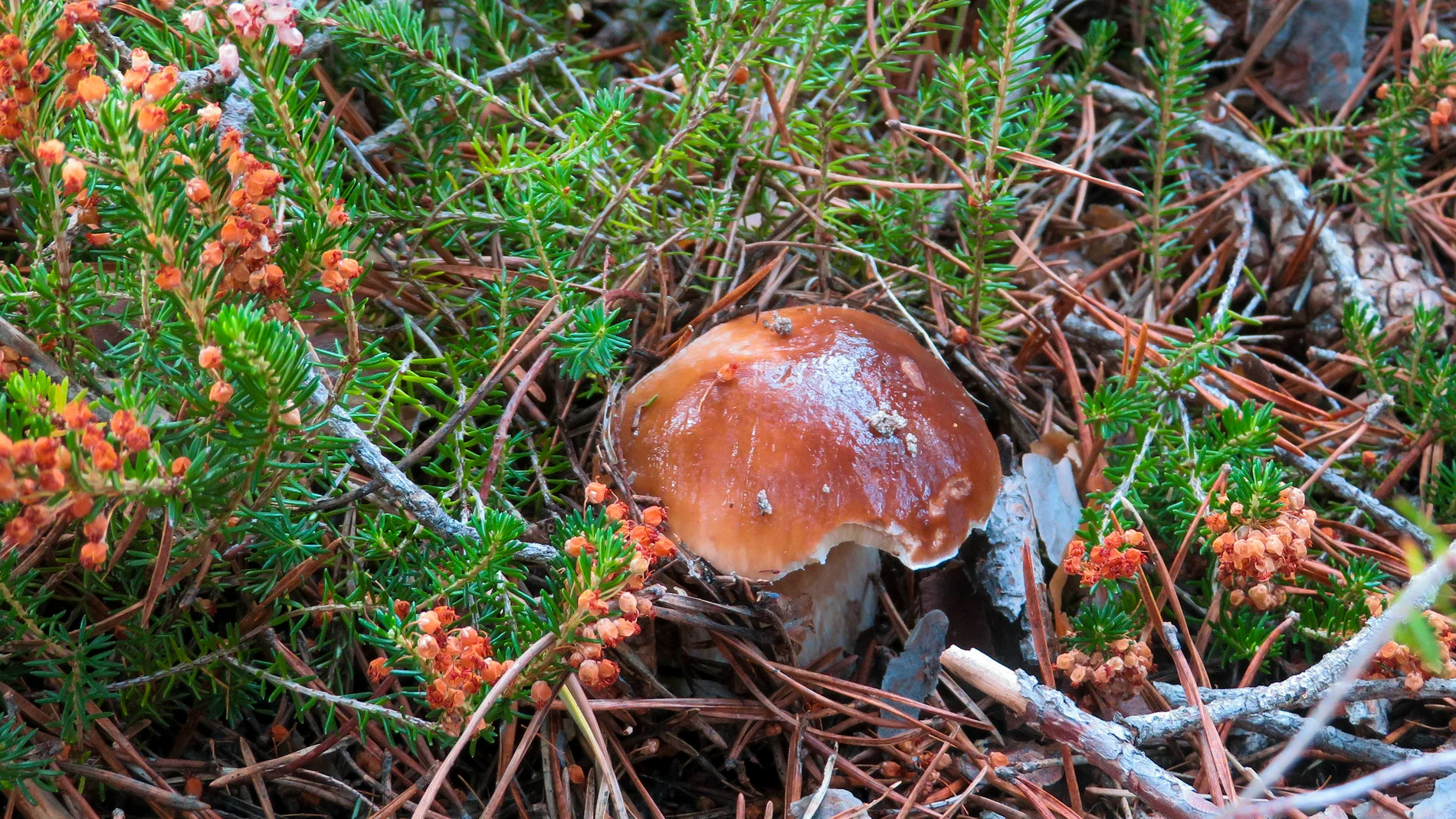 Ejemplar de boletus edelis en los bosques de Soria