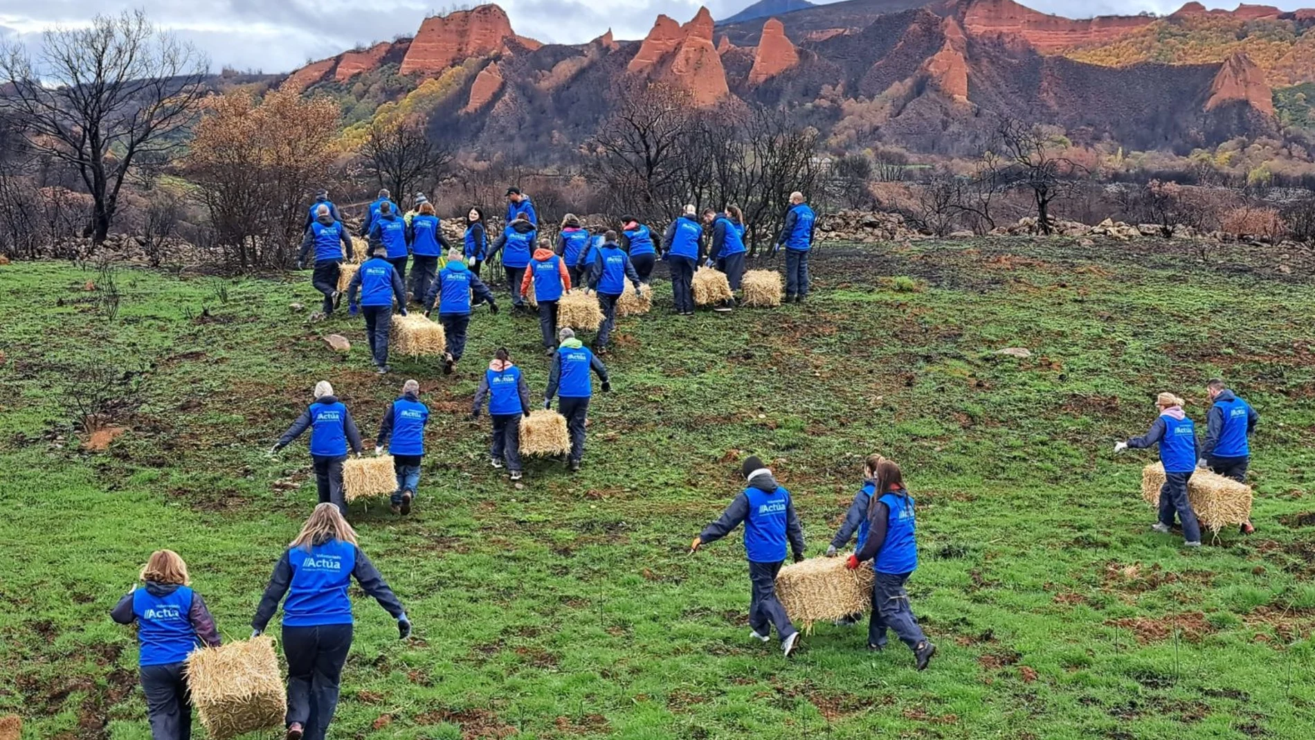 El voluntariado de Abanca y Afundación trabaja en la protección de los suelos quemados en el entorno de Las Médulas