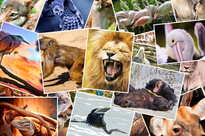 Las serpientes, arañas o tiburones son algunos de los animales más temidos, pero ninguno de ellos es el animal más peligroso del mundo y el que causa más muertes en el planeta Las serpientes, arañas o tiburones son algunos de los animales más temidos, pero ninguno de ellos es el animal más peligroso del mundo y el que causa más muertes en el planeta