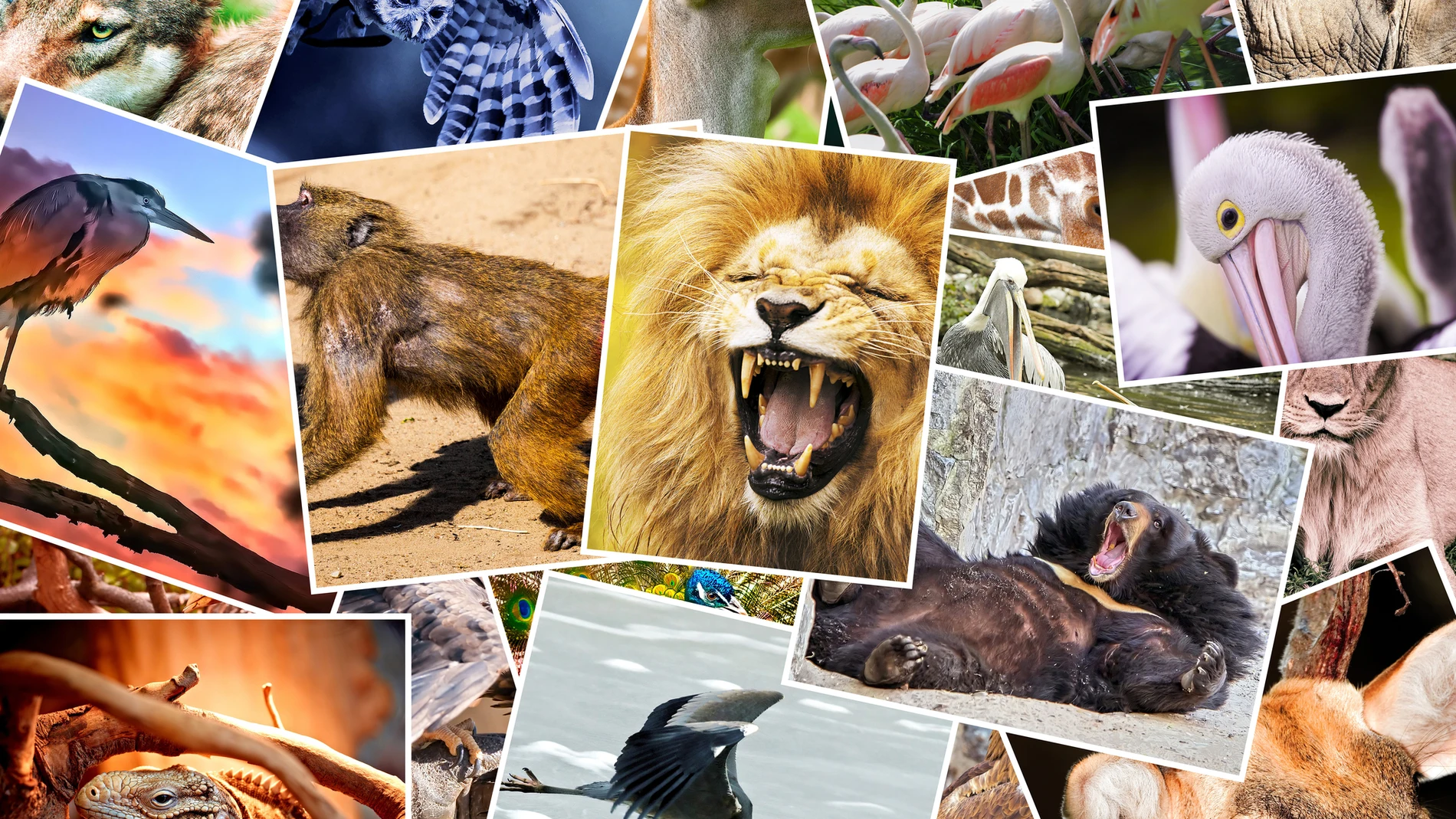 Las serpientes, arañas o tiburones son algunos de los animales más temidos, pero ninguno de ellos es el animal más peligroso del mundo y el que causa más muertes en el planeta