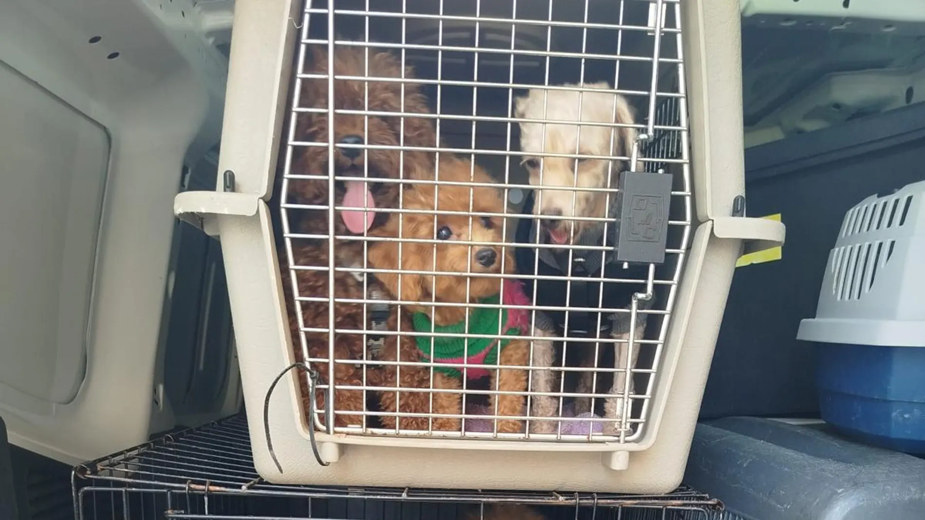 Los perros han sido trasladados a la protectora de Benimamet