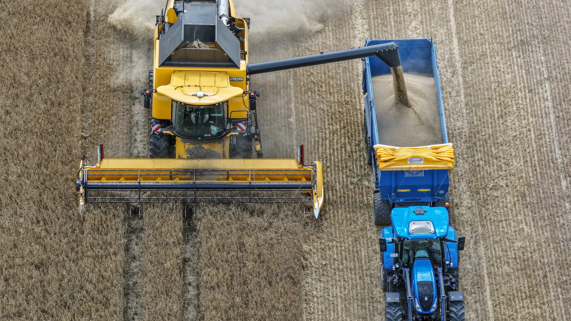 An aerial photo taken with a drone shows a combine harvester cutting wheat at a field near Mallnow, Germany