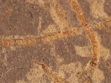 La investigadora de la MSU Katie Maloney aportó muestras de raros y excepcionalmente bien conservados fósiles de algas marinas (por ejemplo, algas macroscópicas) del Territorio del Yukón, Canadá. Estos fósiles tienen casi mil millones de años y representan una de las primeras algas conocidas en el registro fósil, de una época en la que la mayor parte de la vida todavía debía observarse con un microscopio. La investigadora de la MSU Katie Maloney aportó muestras de raros y excepcionalmente bien conservados fósiles de algas marinas (por ejemplo, algas macroscópicas) del Territorio del Yukón, Canadá. Estos fósiles tienen casi mil millones de años y representan una de las primeras algas conocidas en el registro fósil, de una época en la que la mayor parte de la vida todavía debía observarse con un microscopio.