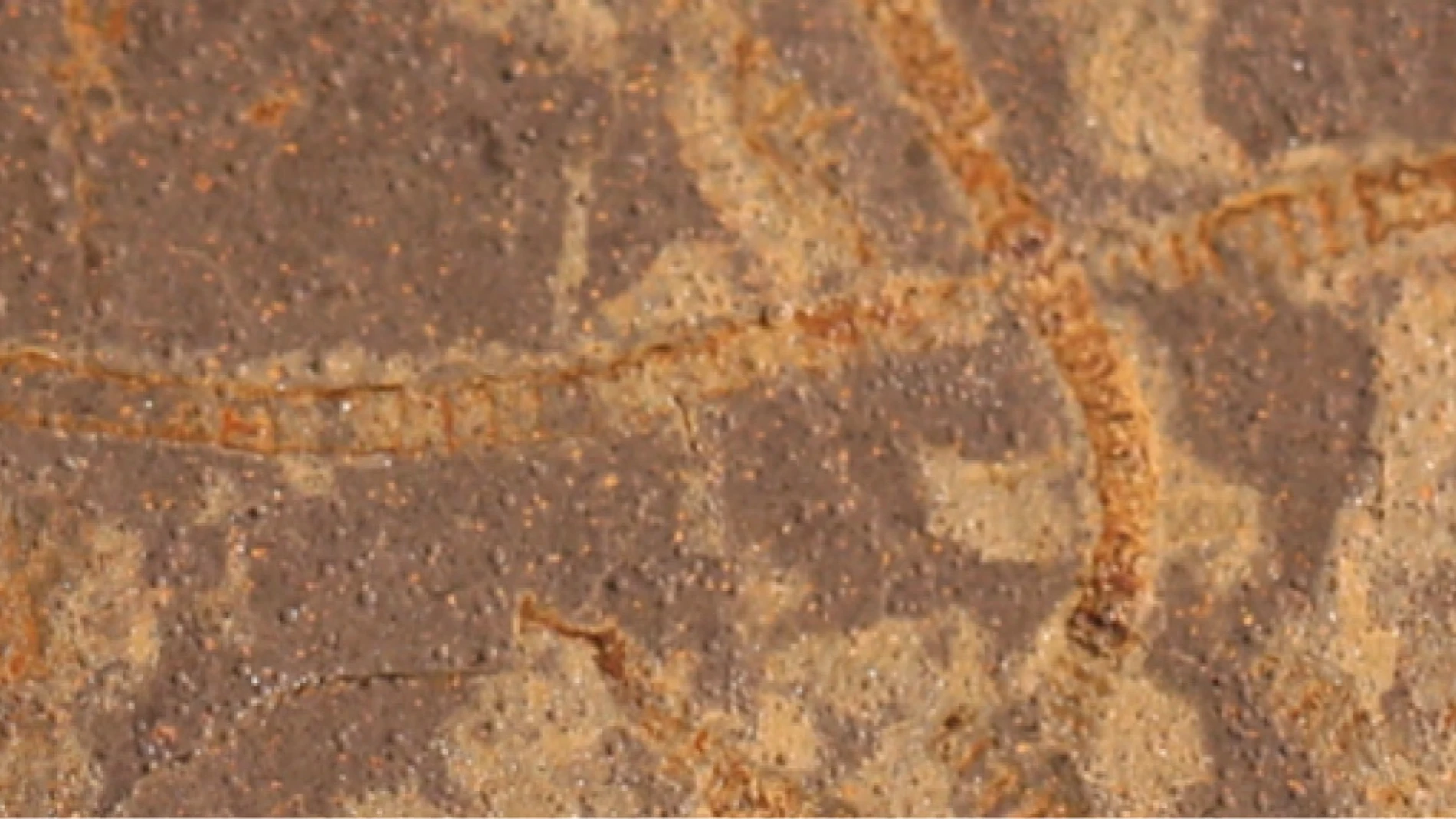 La investigadora de la MSU Katie Maloney aportó muestras de raros y excepcionalmente bien conservados fósiles de algas marinas (por ejemplo, algas macroscópicas) del Territorio del Yukón, Canadá. Estos fósiles tienen casi mil millones de años y representan una de las primeras algas conocidas en el registro fósil, de una época en la que la mayor parte de la vida todavía debía observarse con un microscopio.