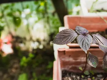 Las tres mejores plantas para este invierno: soportan las bajas temperaturas y son perfectas para la época Las tres mejores plantas para este invierno: soportan las bajas temperaturas y son perfectas para la época