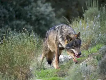 Imagen de un lobo Imagen de un lobo