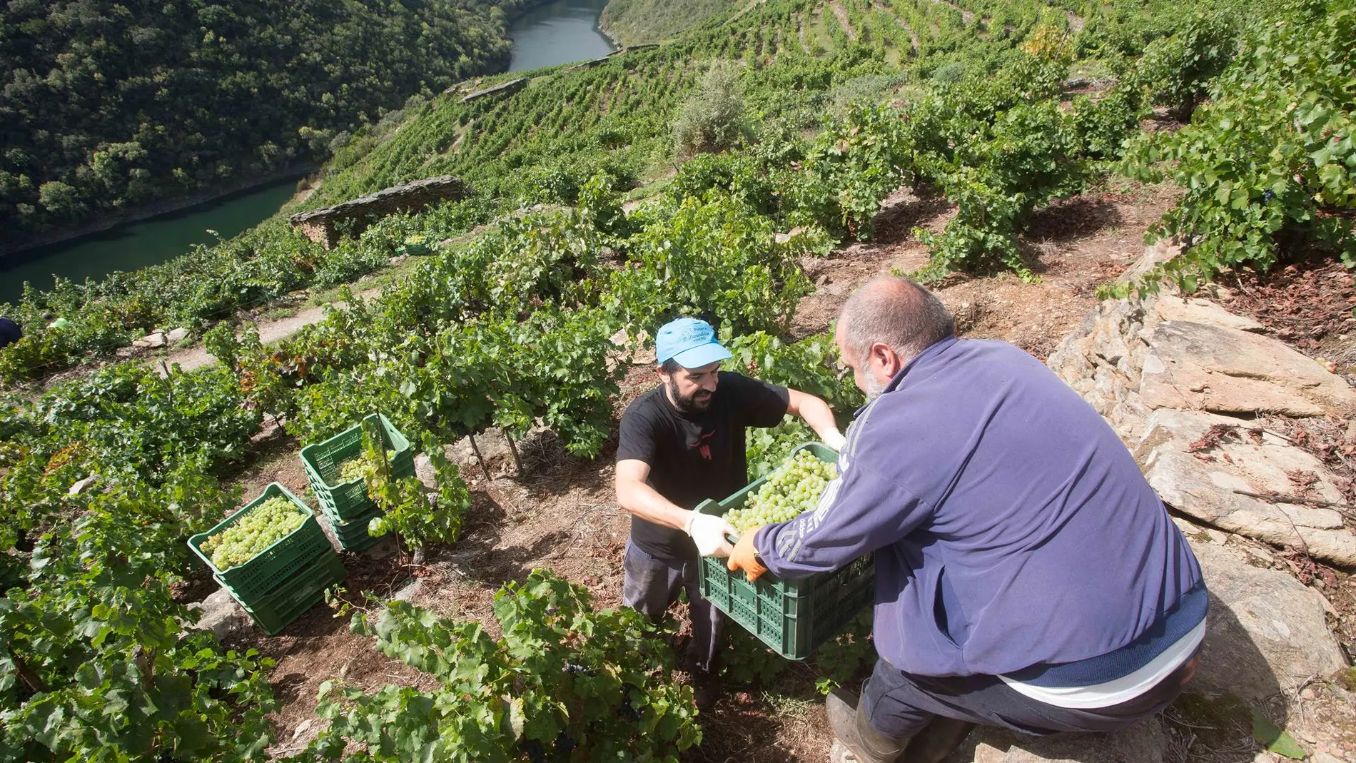 Imagen de archivo de trabajadores vendimiando.