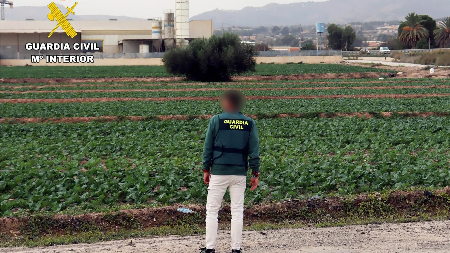 Sucesos.- Guardia Civil destapa en una finca de Totana (Murcia) un caso de explotación laboral y detiene a un individuo