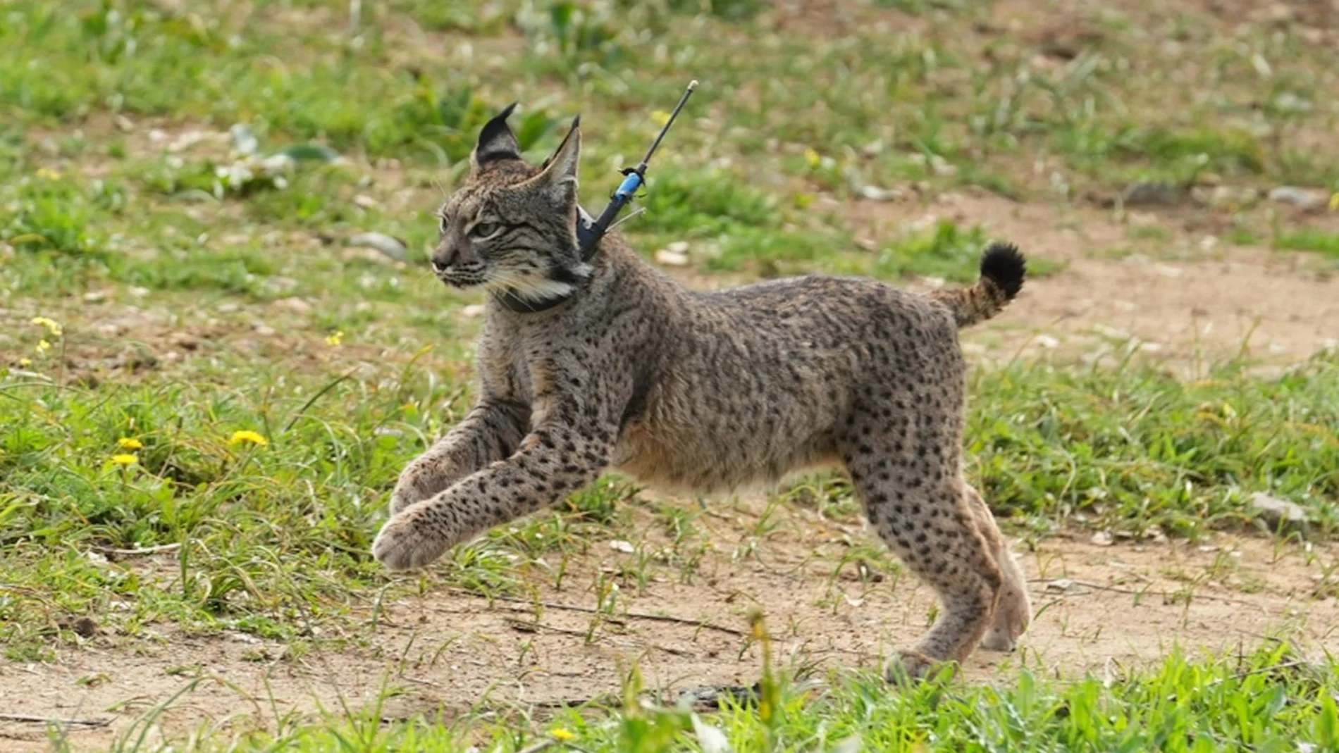 Lince ibérico